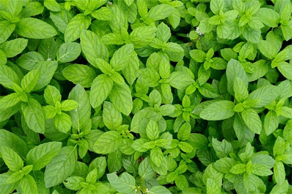 薄荷怎么曬干保存 薄荷曬干了有什么作用 薄荷怎么曬干保存 薄荷曬干了有什么作用