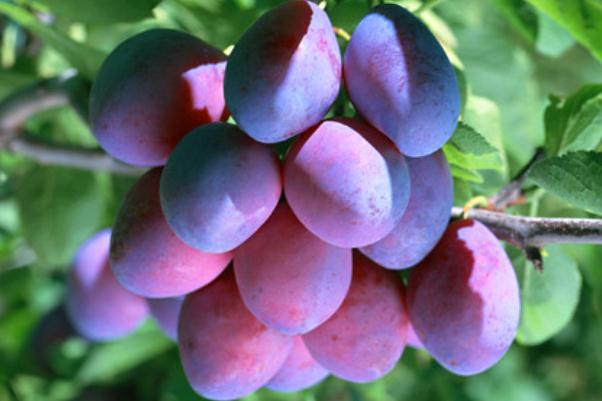 烏梅的營養(yǎng)成分 烏梅的副作用 烏梅的營養(yǎng)成分 烏梅的副作用