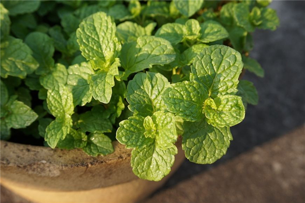 薄荷用于風寒還是風熱 薄荷可以止咳化痰嗎 薄荷用于風寒還是風熱 薄荷可以止咳化痰嗎