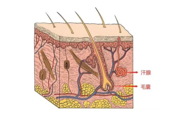 激光脫毛是先把毛刮掉的嗎 激光脫毛怎么收費 激光脫毛是先把毛刮掉的嗎 激光脫毛怎么收費