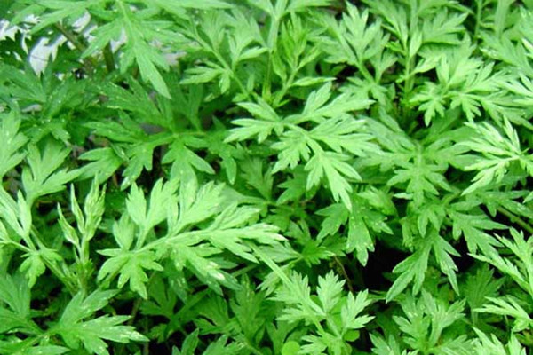 艾葉可以泡酒喝嗎 艾葉泡酒是干的好還是新鮮的好 艾葉可以泡酒喝嗎 艾葉泡酒是干的好還是新鮮的好