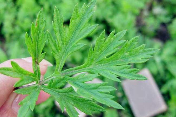 艾葉可以用來(lái)做枕頭嗎 艾葉做枕頭有什么功效