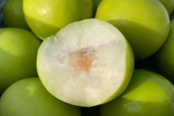 牛奶棗什么季節(jié)成熟 牛奶棗什么時候上市 牛奶棗什么季節(jié)成熟 牛奶棗什么時候上市