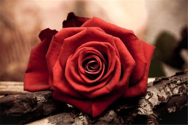 玫瑰精油會結晶嗎 玫瑰精油結晶是高品質(zhì)的表現(xiàn)嗎