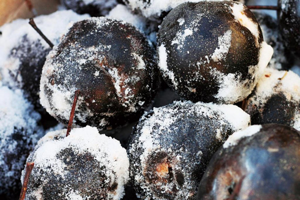 凍梨解凍用熱水還是冷水 凍梨能用熱水解凍嗎 凍梨解凍用熱水還是冷水 凍梨能用熱水解凍嗎