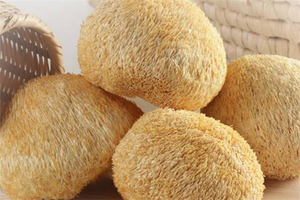 猴頭菇怎么吃才養(yǎng)胃 猴頭菇的作用和功效 猴頭菇怎么吃才養(yǎng)胃 猴頭菇的作用和功效