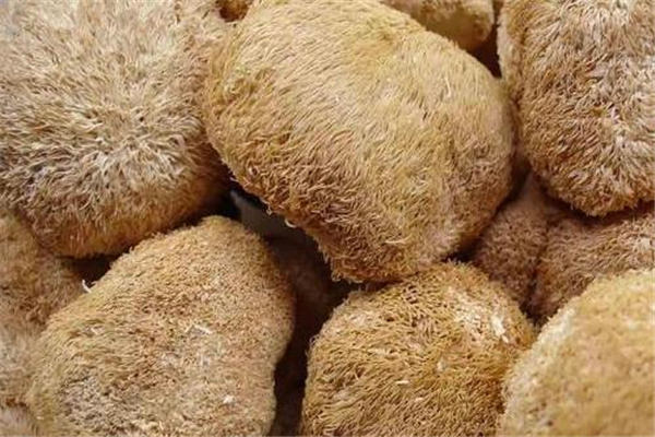 干猴頭菇用開水泡可以嗎 干猴頭菇用什么水泡 干猴頭菇用開水泡可以嗎 干猴頭菇用什么水泡