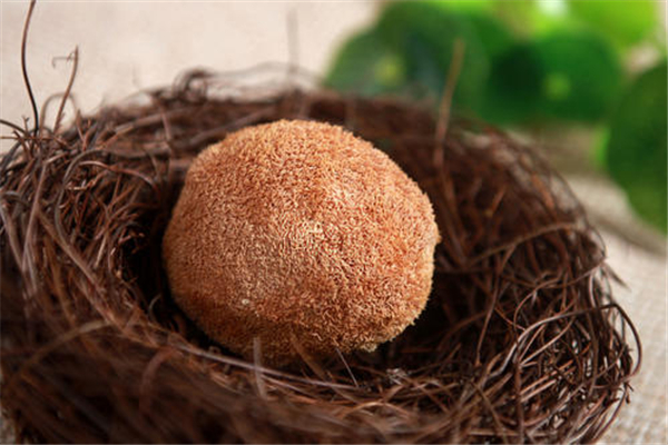 干猴頭菇用開水泡可以嗎 干猴頭菇用什么水泡 干猴頭菇用開水泡可以嗎 干猴頭菇用什么水泡