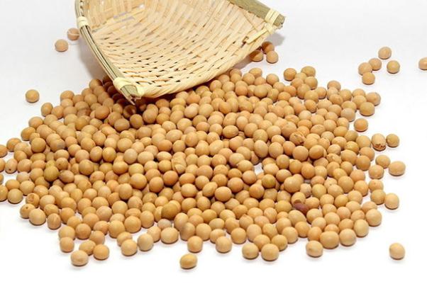 黃豆是毛豆嗎 黃豆是涼性還是熱性 黃豆是毛豆嗎 黃豆是涼性還是熱性