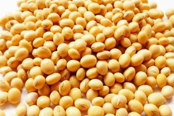黃豆一天吃多少最好 黃豆怎么吃最有營養(yǎng) 黃豆一天吃多少最好 黃豆怎么吃最有營養(yǎng)