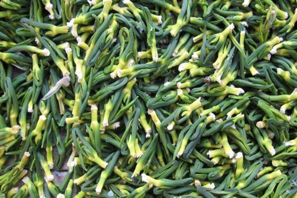 蓮子心泡水喝的適宜人群 蓮子心泡水哪些人不能喝 蓮子心泡水喝的適宜人群 蓮子心泡水哪些人不能喝