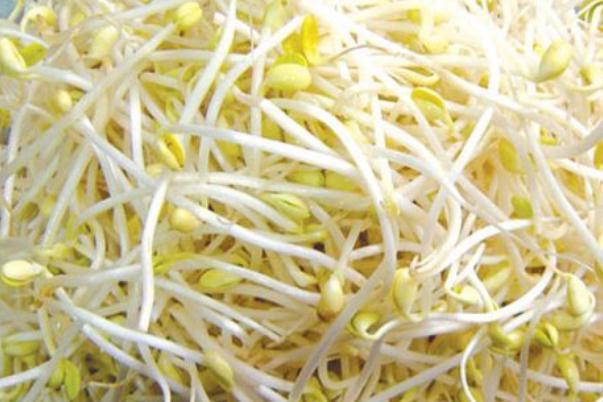 黃豆芽的功效與作用 黃豆芽怎么做好吃 黃豆芽的功效與作用 黃豆芽怎么做好吃