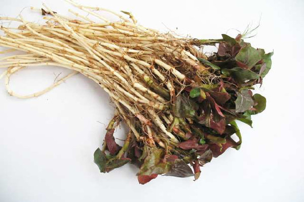 魚腥草為什么有腥味 魚腥草怎么去腥味 魚腥草為什么有腥味 魚腥草怎么去腥味