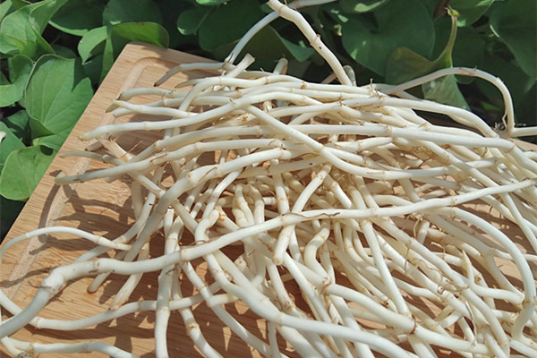 魚腥草可以泡水喝嗎 魚腥草可以長期泡水喝嗎 魚腥草可以泡水喝嗎 魚腥草可以長期泡水喝嗎