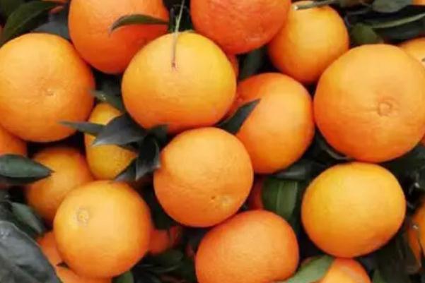 果凍橙有什么營(yíng)養(yǎng)價(jià)值 果凍橙會(huì)不會(huì)長(zhǎng)胖 果凍橙有什么營(yíng)養(yǎng)價(jià)值 果凍橙會(huì)不會(huì)長(zhǎng)胖