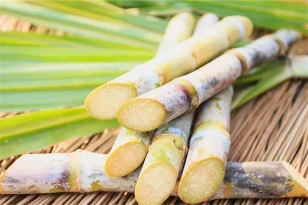 甘蔗會(huì)讓人發(fā)胖嗎 甘蔗減肥是能吃嗎 甘蔗會(huì)讓人發(fā)胖嗎 甘蔗減肥是能吃嗎