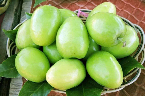 青棗的營養(yǎng)價值有哪些 青棗的營養(yǎng)成分 青棗的營養(yǎng)價值有哪些 青棗的營養(yǎng)成分