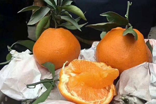 耙耙柑與丑橘的怎么區(qū)分 耙耙柑是橘子還是柑子 耙耙柑與丑橘的怎么區(qū)分 耙耙柑是橘子還是柑子