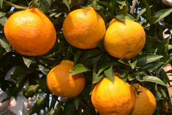 耙耙柑有點苦能吃嗎 粑粑柑凍了是什么樣子 耙耙柑有點苦能吃嗎 粑粑柑凍了是什么樣子