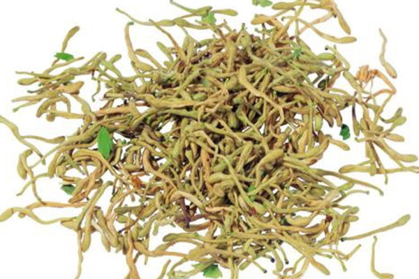 金銀花泡水可以天天喝嗎 金銀花泡水可以泡幾次 金銀花泡水可以天天喝嗎 金銀花泡水可以泡幾次