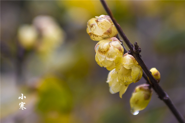 小寒是幾月幾日2021 小寒要吃餃子嗎 小寒是幾月幾日2021 小寒要吃餃子嗎