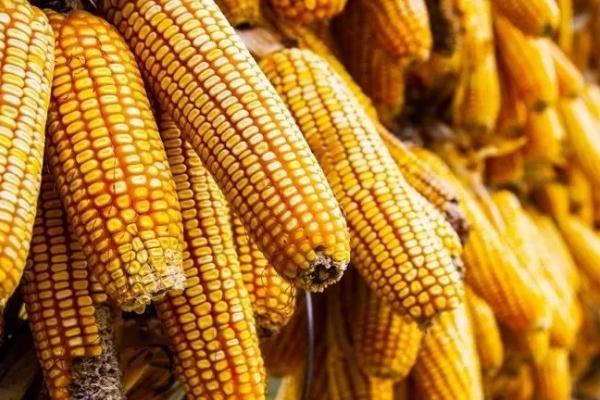 玉米發(fā)霉會產(chǎn)生什么毒素 玉米發(fā)霉一定會產(chǎn)生黃曲霉嗎 玉米發(fā)霉會產(chǎn)生什么毒素 玉米發(fā)霉一定會產(chǎn)生黃曲霉嗎