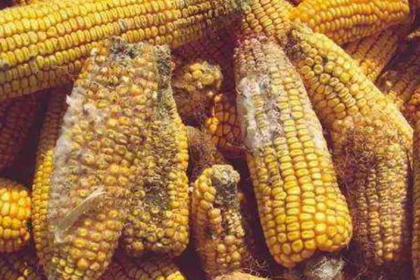 玉米發(fā)霉會產(chǎn)生什么毒素 玉米發(fā)霉一定會產(chǎn)生黃曲霉嗎 玉米發(fā)霉會產(chǎn)生什么毒素 玉米發(fā)霉一定會產(chǎn)生黃曲霉嗎