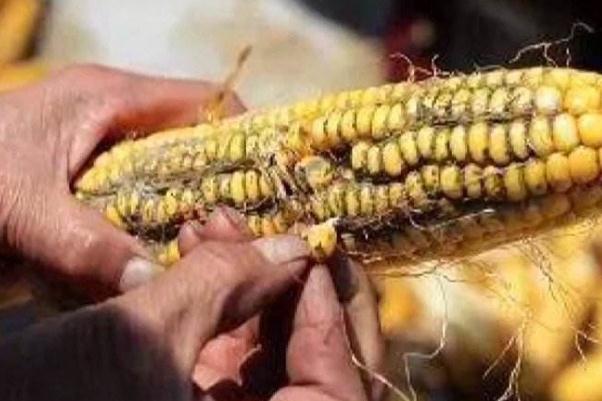 玉米發(fā)霉會產(chǎn)生什么毒素 玉米發(fā)霉一定會產(chǎn)生黃曲霉嗎 玉米發(fā)霉會產(chǎn)生什么毒素 玉米發(fā)霉一定會產(chǎn)生黃曲霉嗎