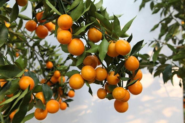 金桔能不能泡酒 金桔泡酒的功效和作用 金桔能不能泡酒 金桔泡酒的功效和作用