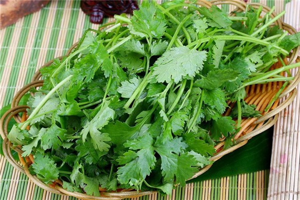 香菜怎么擇 香菜怎么挑選 香菜怎么擇 香菜怎么挑選