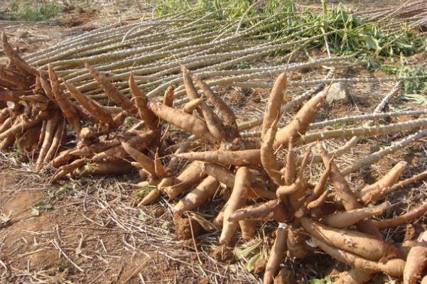 木薯孕婦可以吃嗎 木薯的營養(yǎng)成分 木薯孕婦可以吃嗎 木薯的營養(yǎng)成分