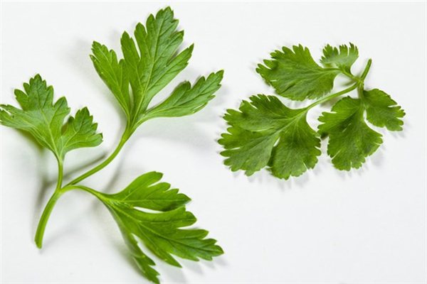 香菜降血壓嗎 香菜吃了對身體有什么好處 香菜降血壓嗎 香菜吃了對身體有什么好處