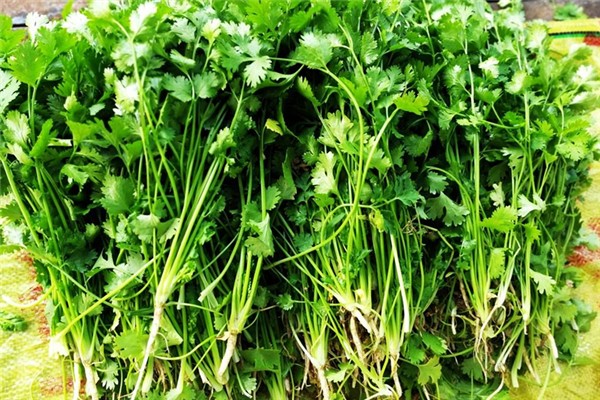 香菜是什么季節(jié)的菜 香菜是涼性還是熱性 香菜是什么季節(jié)的菜 香菜是涼性還是熱性