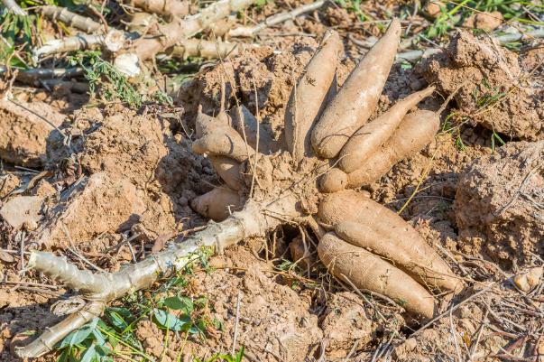 木薯的禁忌和副作用 木薯的產地在哪里