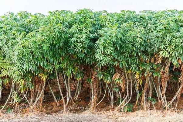 木薯不能和什么一起吃 木薯怎么煮才沒(méi)有毒