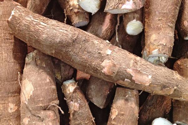 木薯孕婦可以吃嗎 木薯的營養(yǎng)成分 木薯孕婦可以吃嗎 木薯的營養(yǎng)成分