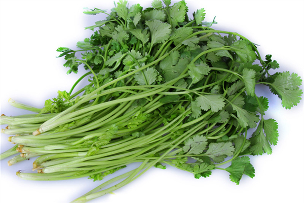 香菜怎么擇 香菜怎么挑選 香菜怎么擇 香菜怎么挑選