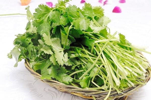 香菜降血壓嗎 香菜吃了對身體有什么好處 香菜降血壓嗎 香菜吃了對身體有什么好處