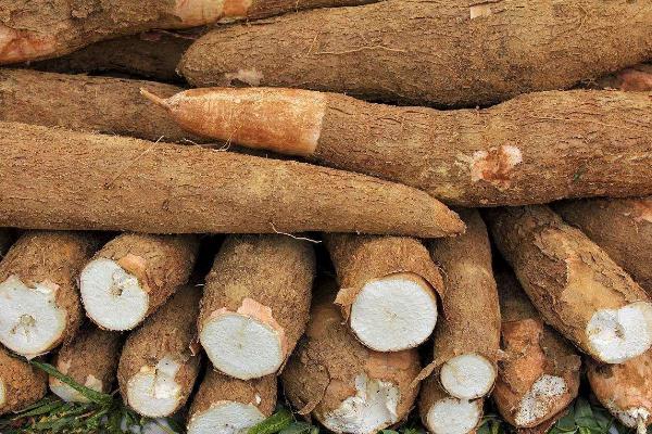 木薯不能和什么一起吃 木薯怎么煮才沒(méi)有毒