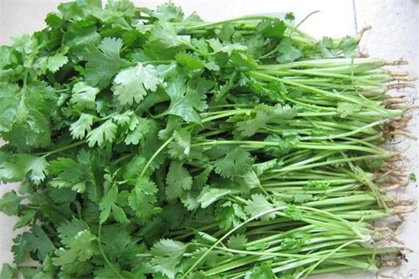 香菜的功效和作用 香菜怎么做好吃 香菜的功效和作用 香菜怎么做好吃