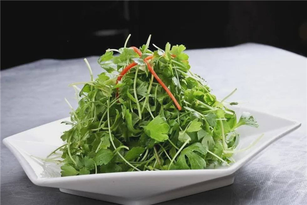 香菜涼拌要焯水嗎 香菜涼拌的做法 香菜涼拌要焯水嗎 香菜涼拌的做法