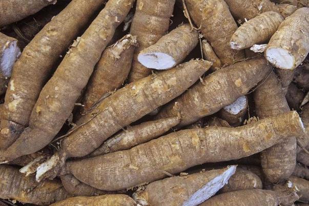 木薯孕婦可以吃嗎 木薯的營養(yǎng)成分 木薯孕婦可以吃嗎 木薯的營養(yǎng)成分