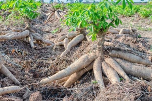 木薯不能和什么一起吃 木薯怎么煮才沒(méi)有毒