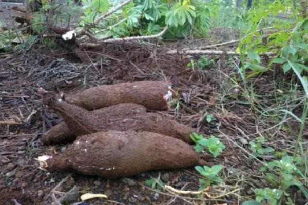 木薯有黑色條紋能吃嗎 木薯變黑的原因是什么 木薯有黑色條紋能吃嗎 木薯變黑的原因是什么