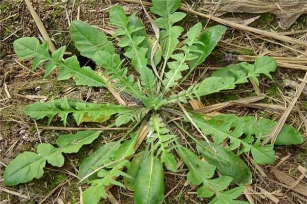 薺菜包餃子要用開水燙一下嗎 薺菜包餃子怎么做好吃 薺菜包餃子要用開水燙一下嗎 薺菜包餃子怎么做好吃
