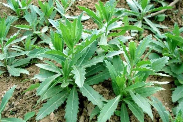 薺薺菜的作用與功效 薺薺菜長什么樣子 薺薺菜的作用與功效 薺薺菜長什么樣子