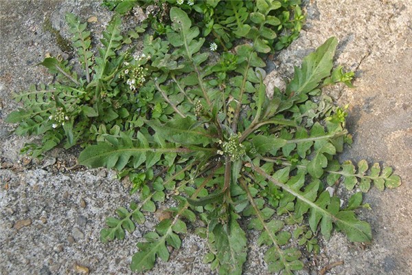 薺菜是什么季節(jié)的蔬菜 薺菜有味道嗎 薺菜是什么季節(jié)的蔬菜 薺菜有味道嗎