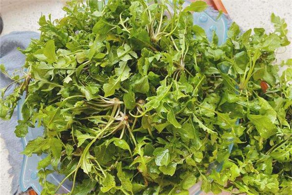 薺菜怎么腌制成咸菜 薺菜怎么做比較好吃 薺菜怎么腌制成咸菜 薺菜怎么做比較好吃