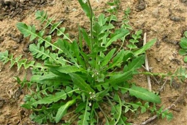 薺菜買回來怎么處理 薺菜買什么樣的好 薺菜買回來怎么處理 薺菜買什么樣的好