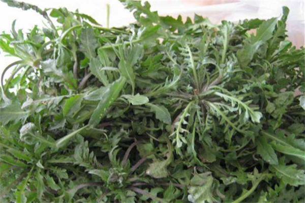 薺菜包餃子要用開水燙一下嗎 薺菜包餃子怎么做好吃 薺菜包餃子要用開水燙一下嗎 薺菜包餃子怎么做好吃